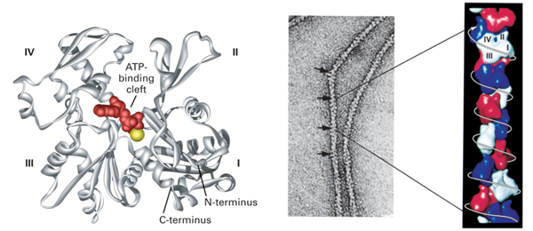 Cytoskeleton/艾美捷肌动蛋白体外聚合步骤，不服不行！