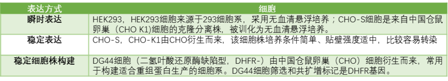 技术服务｜哺乳动物细胞蛋白表达系统