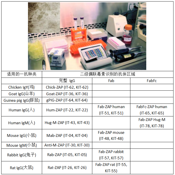 抗体/靶向药物内化检测丨艾美捷ZAP抗体内化试剂盒