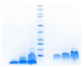 Athens-防御素(人中性粒细胞多肽)促销，科研好物低价享