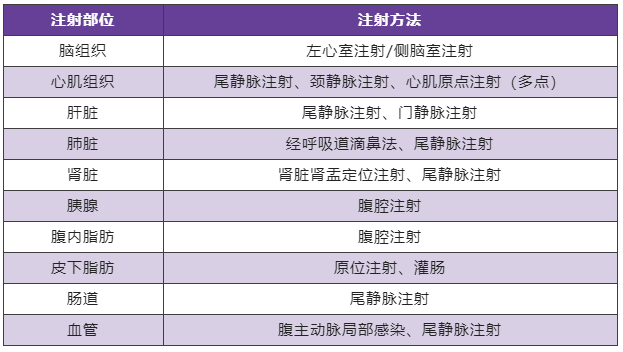影响rAAV实现体内基因操作实验结果的关键