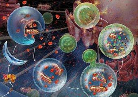 关于细胞代谢的五款生化试剂盒，了解一下 - 企业动态 - 丁香通