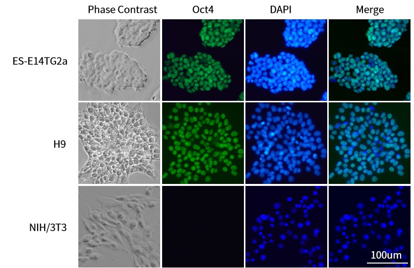 12种多能干细胞荧光检测试剂盒来了
