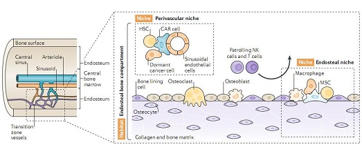 癌细胞的生命周期