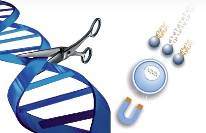 中英文说明书丨艾美捷PolyMag CRISPR试剂盒