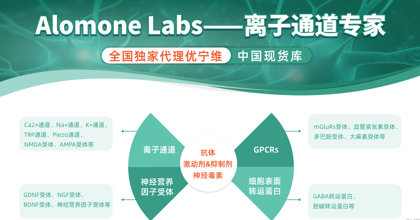 电压门控钠离子通道（NaV）热门研究工具：抗体、小分子化合物及多肽
