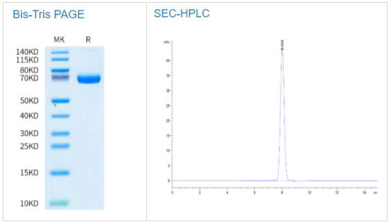 人类凝血因子III/组织因子蛋白，爆款试剂限时特惠！