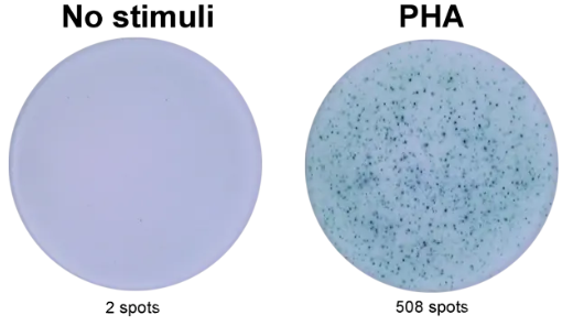 ELISpot Plus:猪IFN-γ(HRP)--限时促销，不容错过！