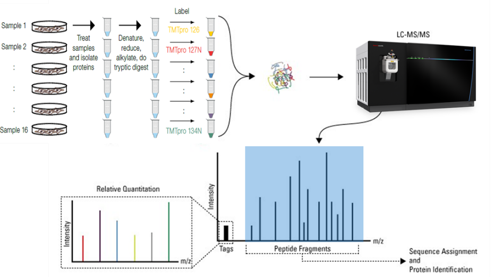 基于HCD-pd-ETD碎裂的高通量的完整糖肽定量策略解读