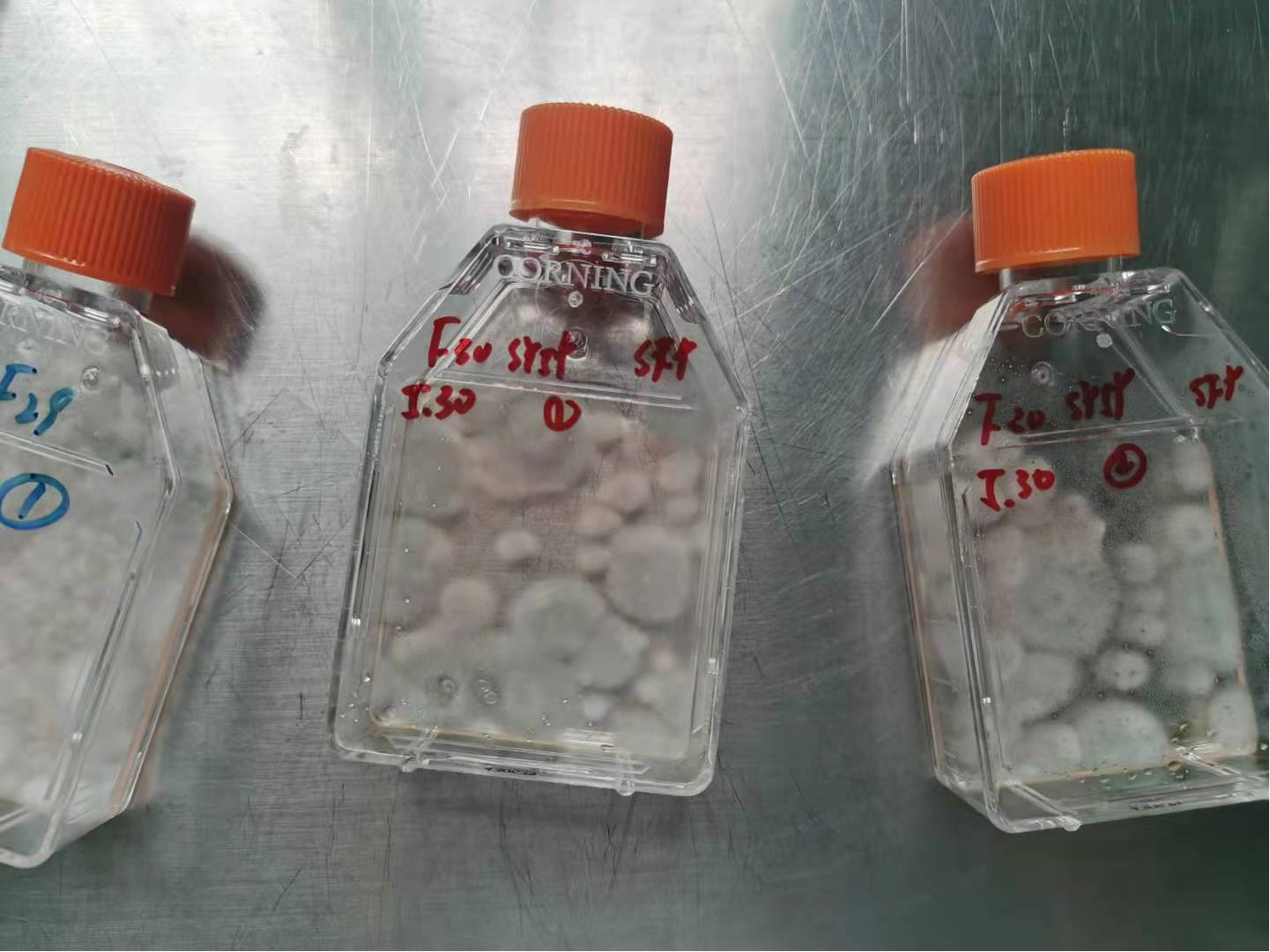 涨知识！原来鉴别真菌污染这么简单