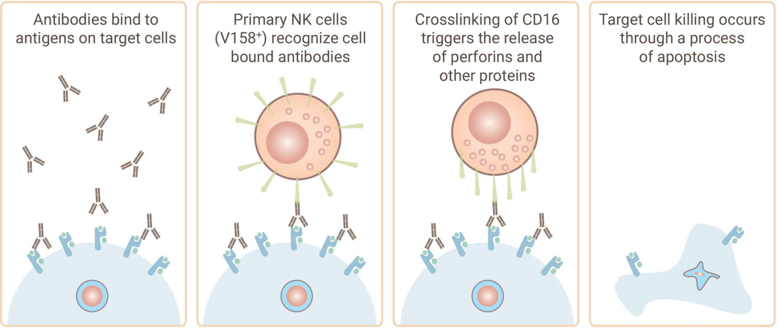 抗体药物体外药理学实验全面解决方案