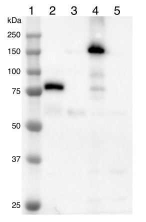 New epitope tag antibody mNeonGreen, detects mNG tag expressed in plant and algal vectors