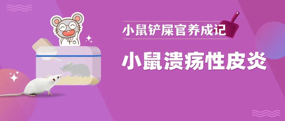 小鼠溃疡性皮炎该怎么办