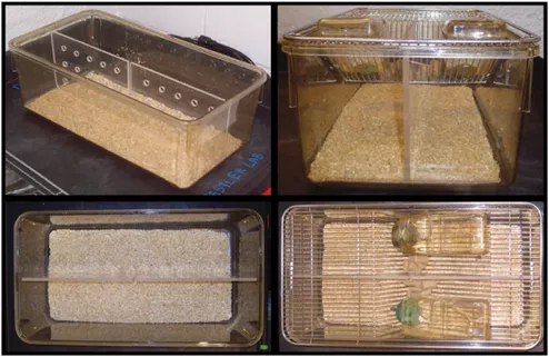 抑郁症造模丨慢性社交挫败应激CSDS建模介绍