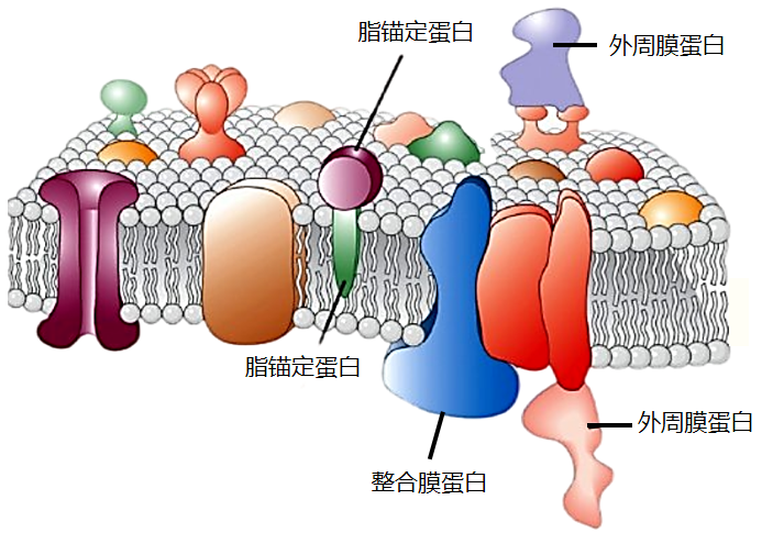 膜蛋白研究必备工具——去垢剂