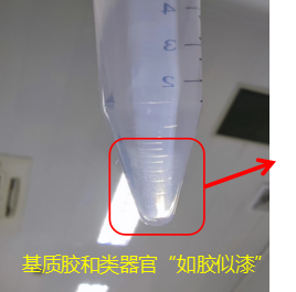基质胶的“怪脾气”？带你一起了解