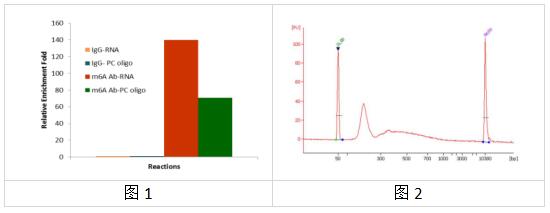 高度富集、低输入——艾美捷m6A-RNA甲基化片段富集试剂盒 高度富集、低输入——艾美捷m6A-RNA甲基化片段富集试剂盒