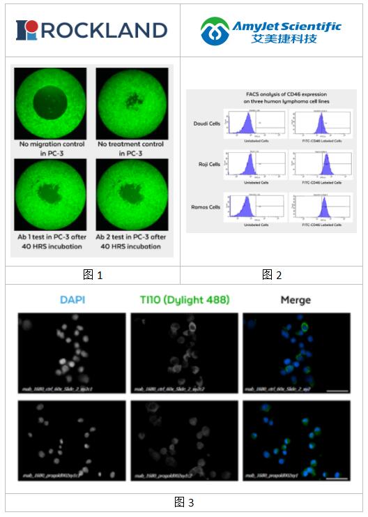 Rockland丨Rockland 检测开发-基于细胞的检测开发