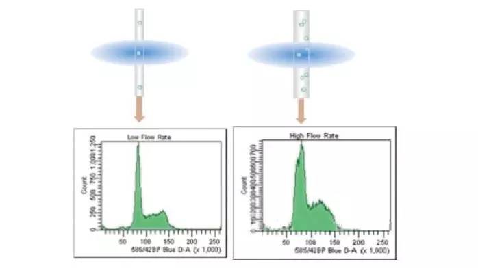 获得完美DNA细胞周期的关键点