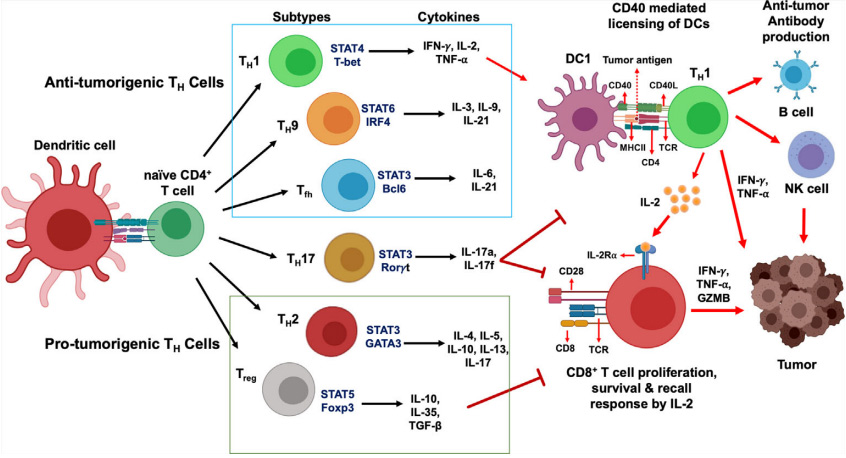 辅助性T细胞 ▏带你了解Th1细胞功能及其表面标记