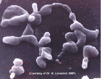 识破各种污染，拯救您的细胞