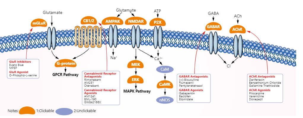 小分子化合物推荐——神经信号通路(Neuronal Signaling)