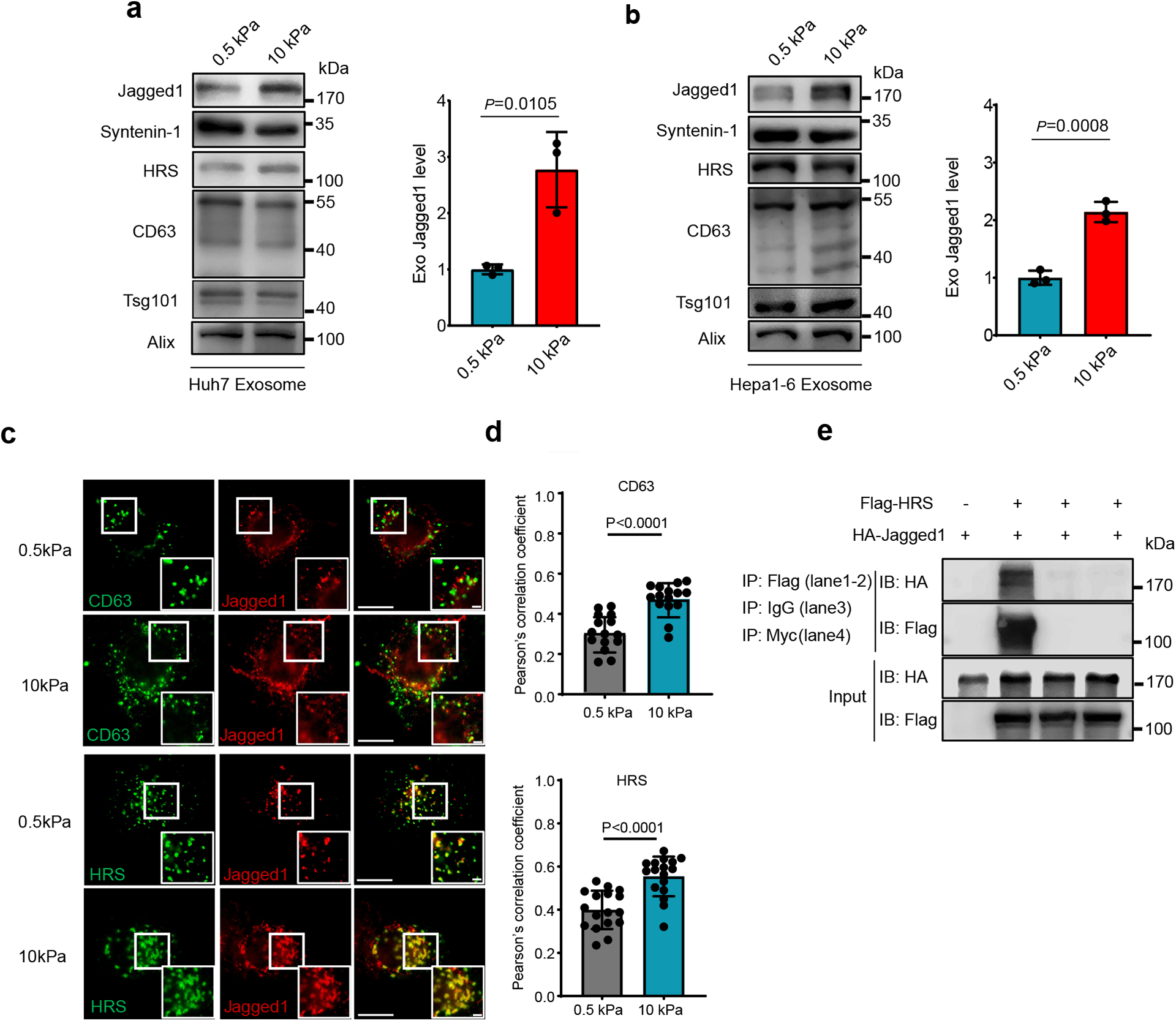 外泌体检测 外泌体检测