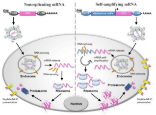 mRNA疫苗开发体外合成解决方案