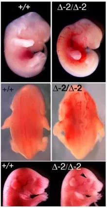 「每周一鼠」表观遗传巨星——KDM2b