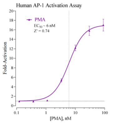 Cayman Chemical人活化蛋白-1报告物测定系统介绍