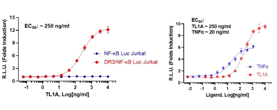 新产品--TL1A-荧光素酶报告基因细胞系