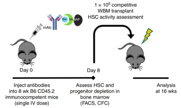 ZAP生物素化内化试剂盒可基于生物素-亲合素结合放大系统的原理