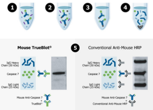 Rockland 荧光标记TrueBlot二抗,特异性检测 Rockland 荧光标记TrueBlot二抗,特异性检测