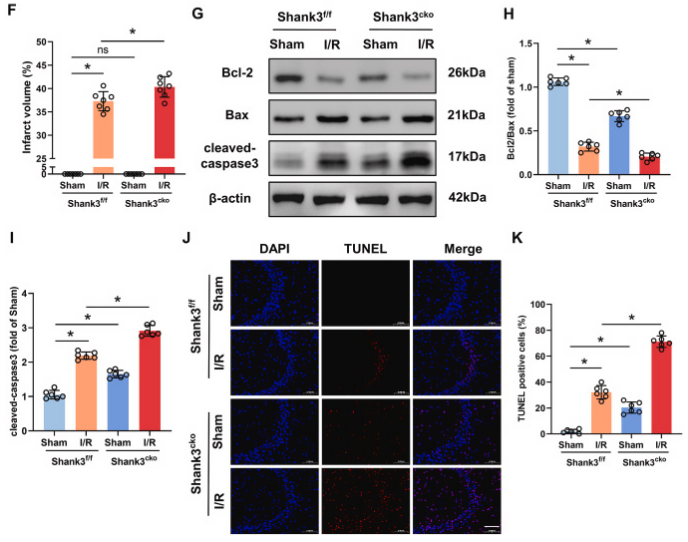 客户文献分享，IF＞11|Shank3：脑缺血再灌注损伤的守护者，揭示神经保护的新篇章
