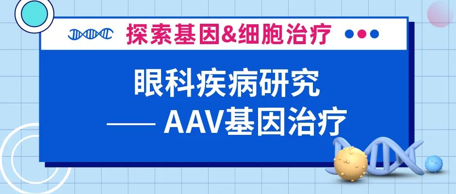 AAV基因治疗在眼科疾病研究中的应用及常见注射方式