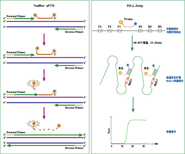 全球卓越的恒温核酸检测技术