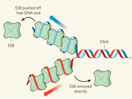产品推荐│耐热SSB助您的PCR产量更高更快