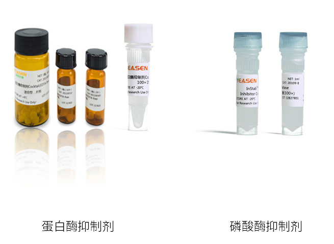 蛋白酶抑制剂/磷酸酶抑制剂