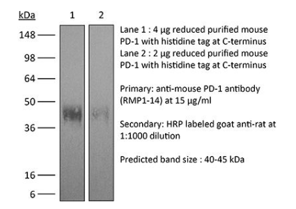 BioXCell艾美捷体内加大抗小鼠 PD-1 (CD279)说明书 BioXCell艾美捷体内加大抗小鼠 PD-1 (CD279)说明书