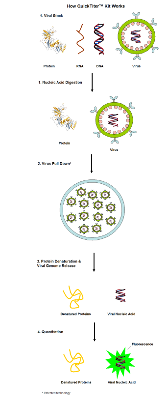艾美捷QuickTiter 逆转录病毒定量试剂盒测定原理 艾美捷QuickTiter 逆转录病毒定量试剂盒测定原理