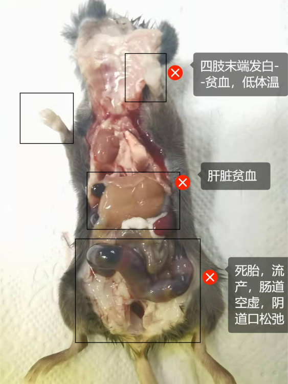 鼠皮肤状态异常怎么办