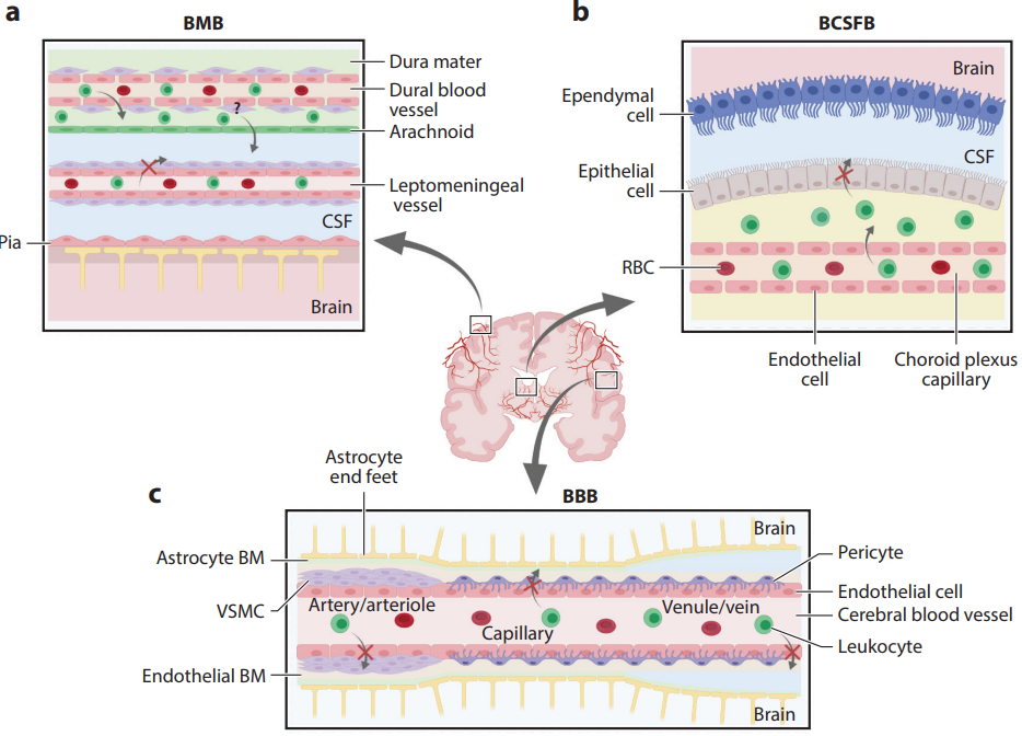 《Nature Immunology》亮点！MAIT细胞通过抵抗氧化损伤保护脑膜屏障完整性和大脑认知功能