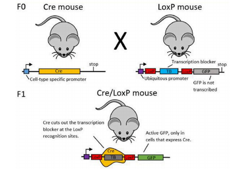 快看，这只小鼠会发光~