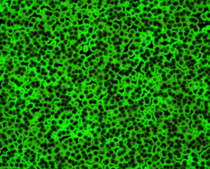 光合作用可能与生命本身一样古老，实验室FCS助理研究