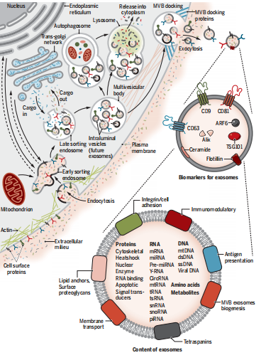 外泌体美容大揭秘