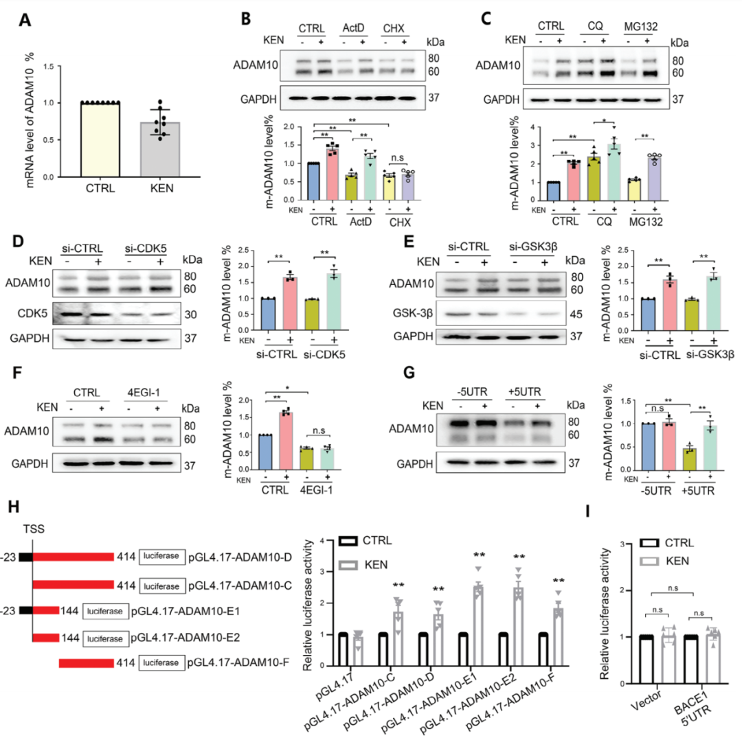【客户文章分享】SHMT2 通过 5′UTR 依赖性 ADAM10 翻译启动介导小分子诱导的阿尔茨海默病病理学缓解过程
