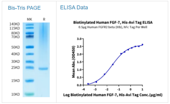 生物素化人类FGF-7/KGF蛋白为科研助力加油