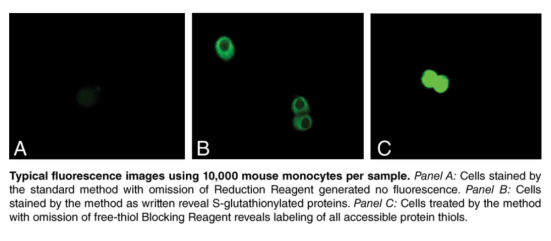 艾美捷S-谷胱甘肽化蛋白检测试剂盒说明书