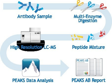 T细胞在人体抗击肿瘤过程中至关重要