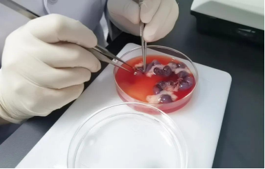 伊莱博生物E15天胎鼠脊髓神经元的原代培养